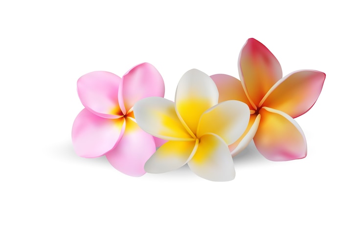 Vettore plumeria flower realistica vettoriale arte