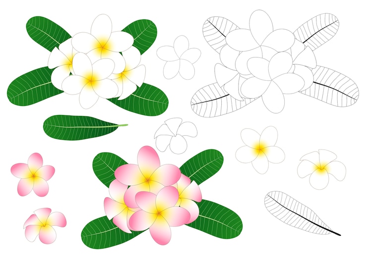 Vettore plumeria outline