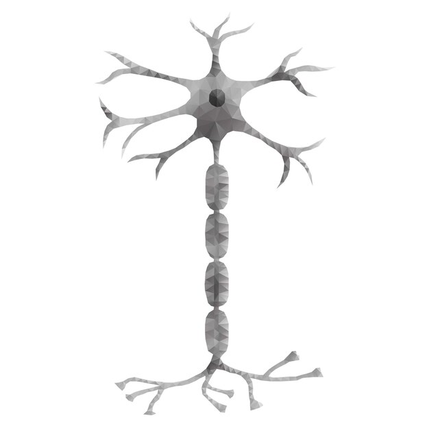 Poligono neuronale 1