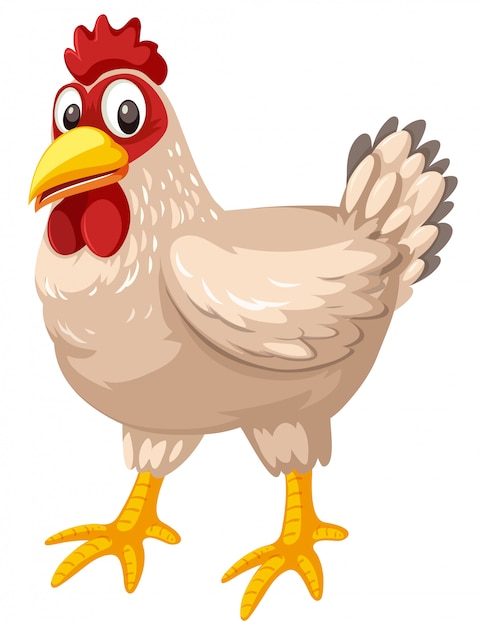 Pollo su sfondo bianco