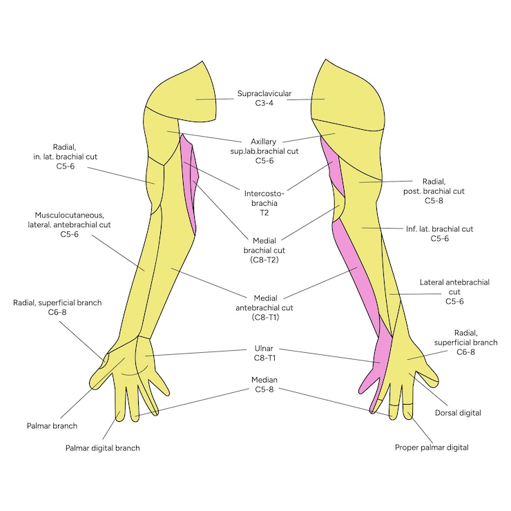 Vettore posizione dei dermatomi