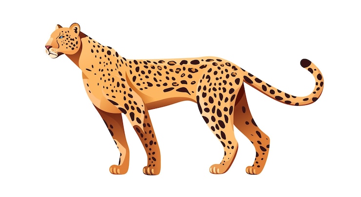 Vettore predatore leopardo su un'illustrazione vettoriale di sfondo bianco