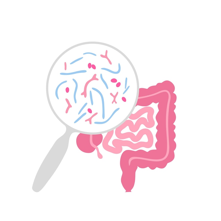 Vettore probiotici. i batteri patogeni e benefici più comuni. illustrazione vettoriale di microbiota intestinale umano