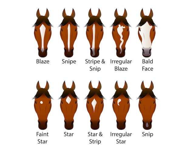 Progettazione grafica di informazioni sul poster del cavallo con i colori del mantello Illustrazione vettoriale