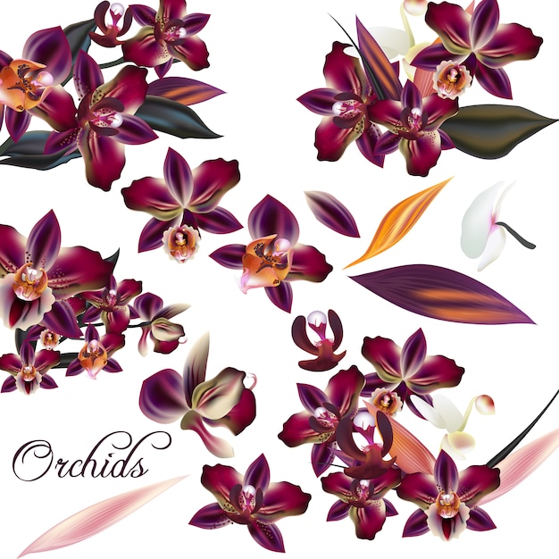 progettazione Orchidee sfondo