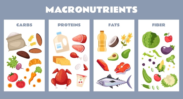 Proteine alimentari fibra di carboidrati nutrizione concetto di macronutrienti graphic design illustrazione