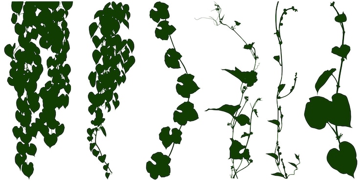 Vettore prplant fiore vigna liana erba pianta cespuglio natura giungla foresta pluviale