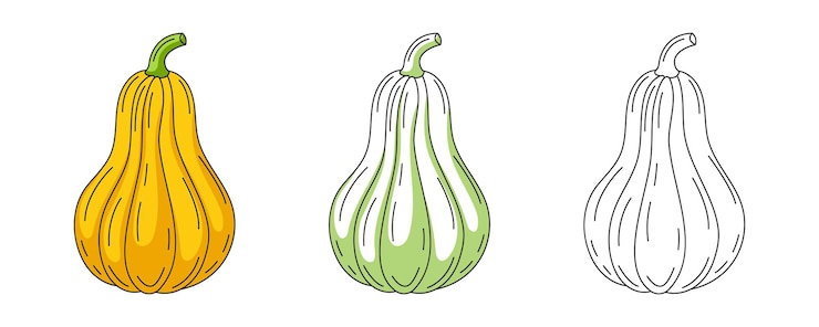 Vettore pumpkin o butternut squash set di icone colorate e lineari farm vegetale vettoriale contorno icona mono