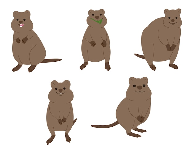Quokka 2