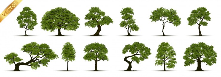 Raccolta di alberi