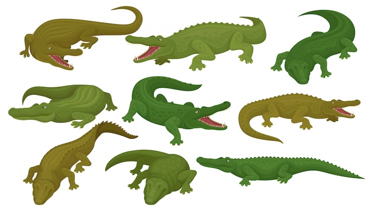 Vettore raccolta di coccodrilli, animali anfibi predatori in diverse pose illustrazione su uno sfondo bianco