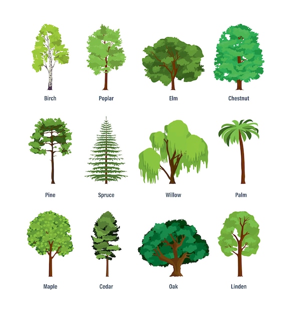 Raccolta di diversi tipi di alberi