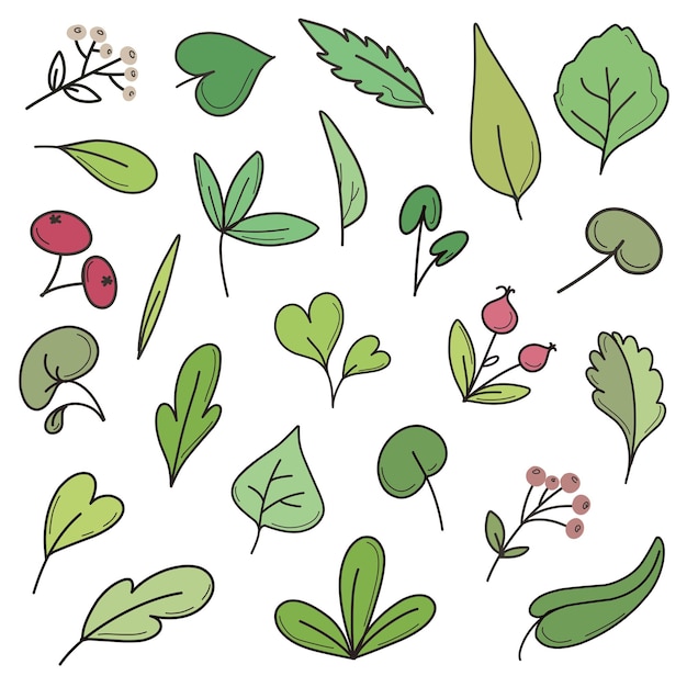 raccolta di foglie e bacche