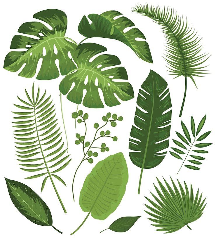 Vettore raccolta di foglie tropicali