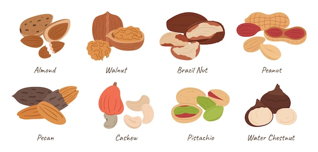 Raccolta di noci assortite mandorle noci Brasile e arachidi pecan anacardi pistacchi e castagne d'acqua noccioli sani isolati su sfondo bianco cartone animato illustrazione vettoriale set di icone