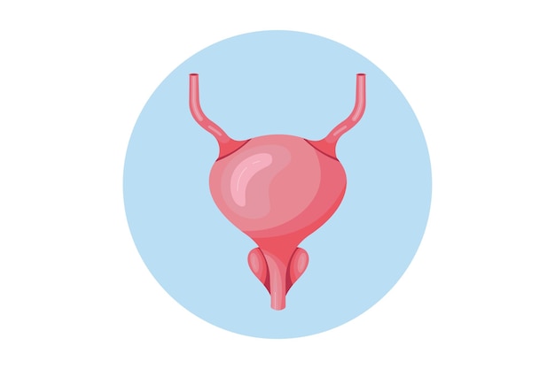 Raccolta di organi umani. Illustrazione a colori dell'icona anatomica piatta del fumetto vettoriale. Vescia. Assistenza sanitaria