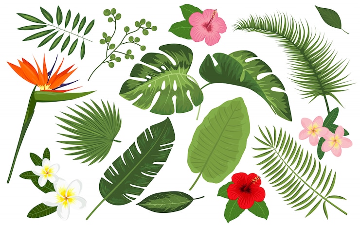 Vettore raccolta di piante tropicali e fiori esotici