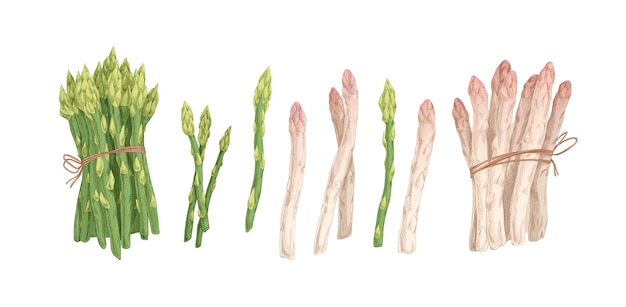 Raccolta di steli di asparagi bianchi e verdi e grappoli legati isolati su sfondo bianco. Set di verdure fresche crude. Illustrazione vettoriale realistica colorata disegnata a mano.