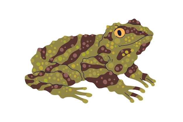 Raganella muschiosa dagli occhi bug. Treefrog, rettile anfibio verde. Animale di muschio con ghiandole parotoidi, strisce. Vietnamita, rana cinese. Illustrazione vettoriale grafica piatta isolata su sfondo bianco.