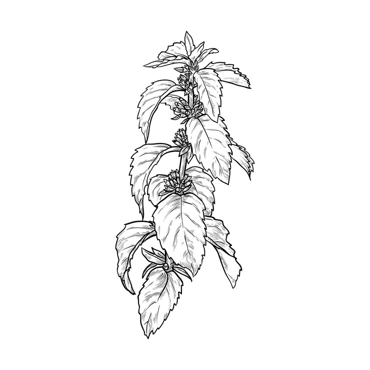 Vettore rametto di menta isolato su sfondo bianco illustrazione vettoriale disegnato a mano