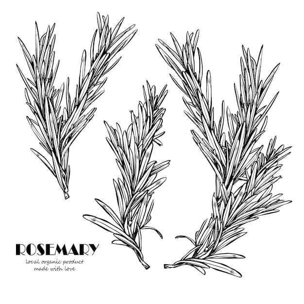 rametto di rosmarino con foglie sullo stelo Elemento di design botanico per decorare menù e ricette