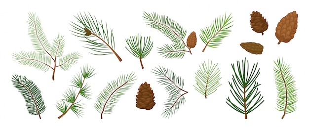 Rami di albero di Natale, pigne e pigne, set vettoriale sempreverde, decorazioni per le vacanze, simboli invernali. Illustrazione della natura