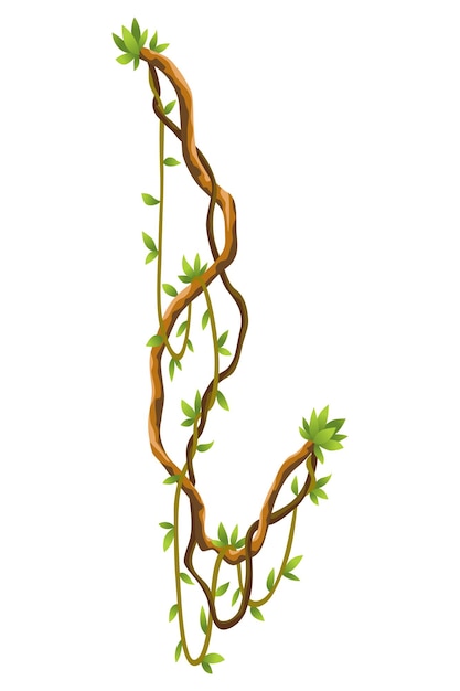 rami di liane selvatiche contorte bandiera piante di vite della giungla foresta pluviale tropicale naturale exotica botanica rami naturali Woody