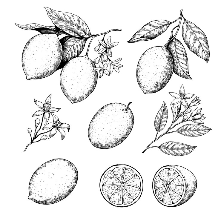Rami di limone con frutta e fiori disegnati in stile incisione retro