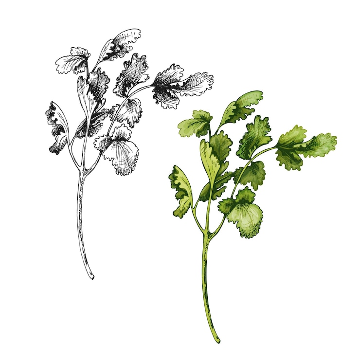 Vettore rami e foglie di coriandolo. illustrazione di tratteggio dell'annata di colore di vettore isolata