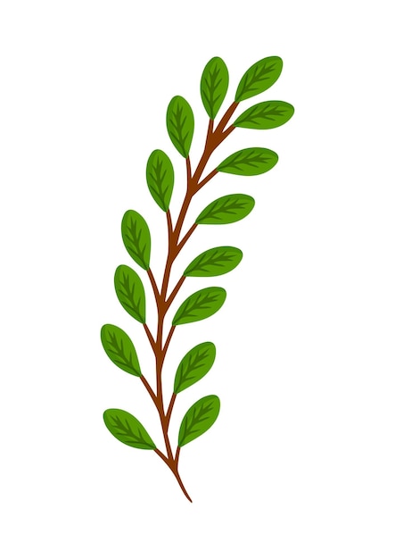 Ramo con foglie verdi di una pianta o di un albero elemento per poster di cartoline e tessuto decorativo