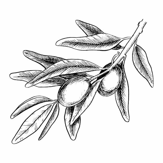 Ramo d'olivo con foglie e frutti Illustrazione vettoriale in stile schizzo Gravatura