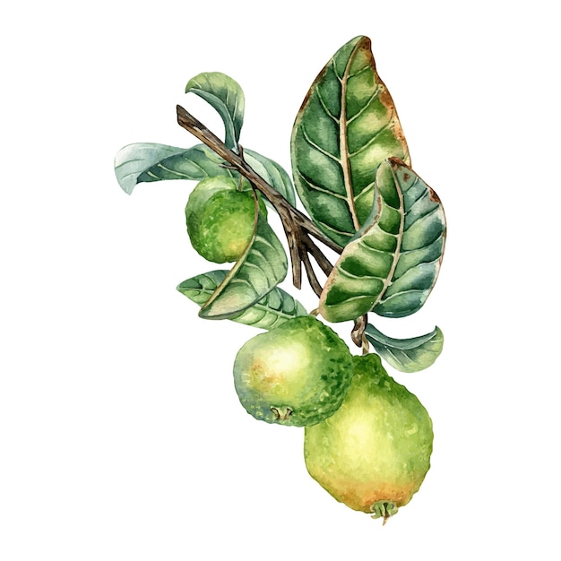 Ramo di albero con tre frutti guava acquarello illustrazione isolato su bianco Pianta tropicale