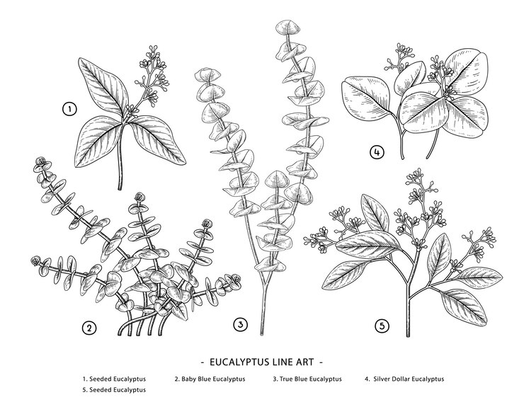 Vettore ramo di eucalipto illustrazioni botaniche disegnate a mano.