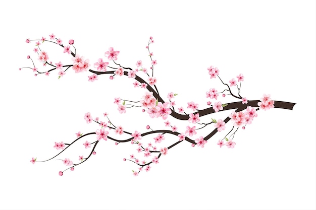 Ramo di fiori di ciliegio con fiore di sakura. Sakura su sfondo bianco. Bocciolo di ciliegio dell'acquerello. Vettore di fioritura del fiore del fiore di ciliegia. Fondo rosa del fiore di sakura. Vettore di fiori di ciliegio dell'acquerello.