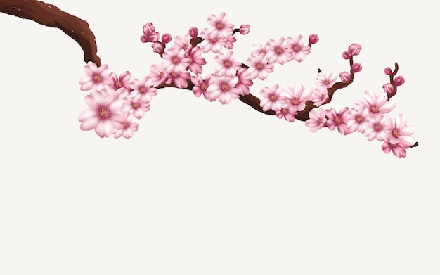 ramo di fiori di ciliegio con fiore di sakura. sfondo bianco sakura. bocciolo di ciliegio dell'acquerello