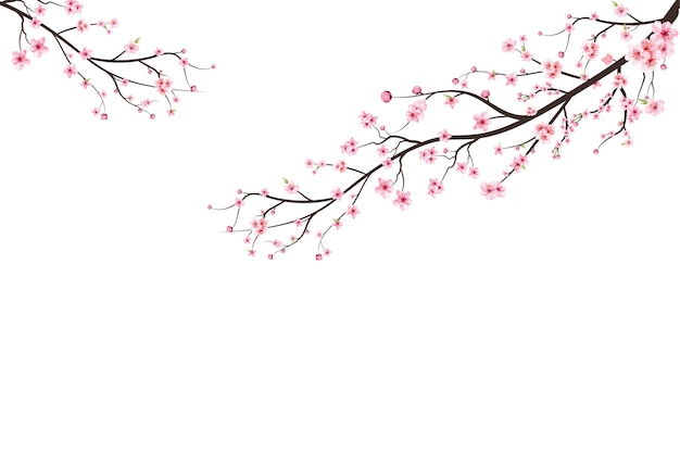 Ramo di fiori di ciliegio con fiori rosa. Fondo rosa del fiore di sakura. Fiore di ciliegio dell'acquerello. Ramo di fiori di ciliegio con sakura. Sakura su sfondo bianco. Bocciolo di ciliegio dell'acquerello.