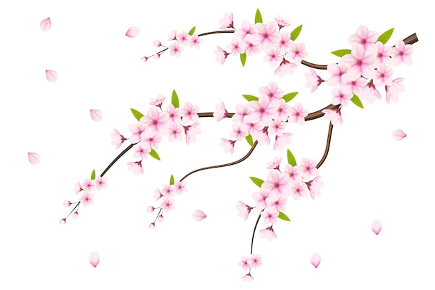 ramo di fiori di ciliegio isolato su sfondo bianco illustrazione vettoriale