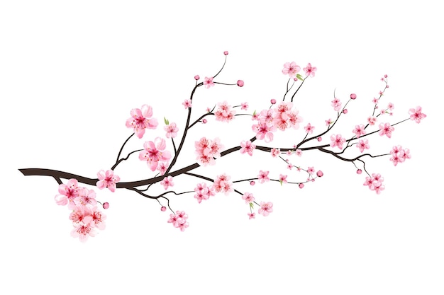 Ramo di fiori di ciliegio realistico. Fiore di ciliegio con il vettore rosa del fiore di Sakura. Vettore giapponese del fiore di ciliegio. Ramo di Sakura con fiore acquerello in fiore. Vettore rosa del fiore della ciliegia dell'acquerello.
