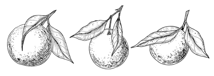 Vettore ramo di frutta arancione con foglie set lineare disegnato a mano di illustrazioni vettoriali con mandarino o mandarino disegno di albero di clementino per l'etichetta alimentare disegno in nero inciso su bianco per icona o logo