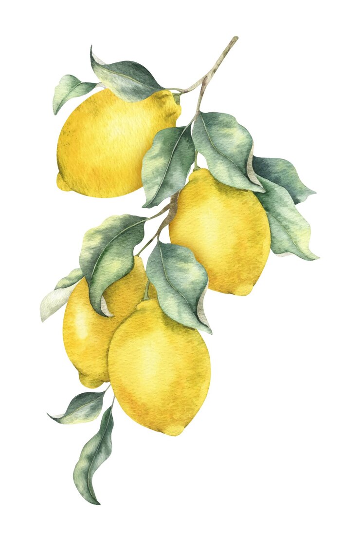 Ramo di frutti e foglie di limone Illustrazione ad acquerello disegnata a mano Isolata Frutta citrica tropicale Disegno per cartellini tessili cosmetici per pacchetti di menu