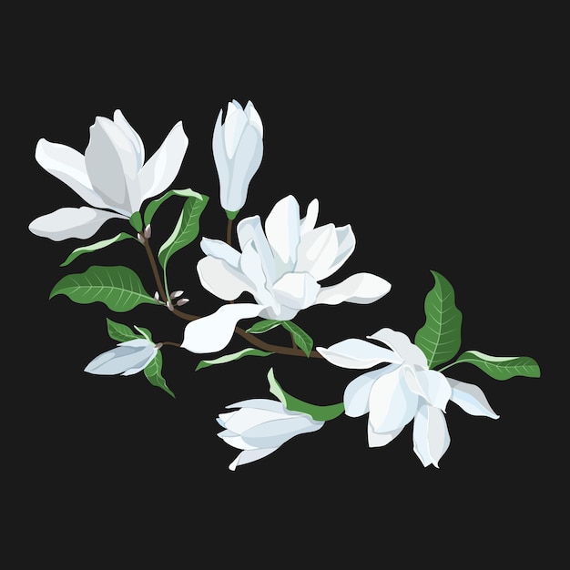 Ramo di magnolia in fiore su uno sfondo isolato