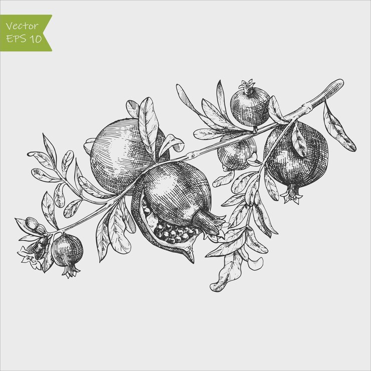 ramo di melograno con fiore