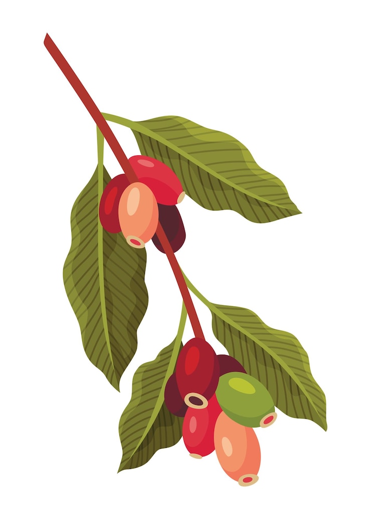 Vettore ramo di pianta di caffè con frutti commestibili maturi illustrazione vettoriale