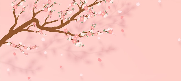 Ramo sbocciante di sakura - ciliegio giapponese con petalo che cade.