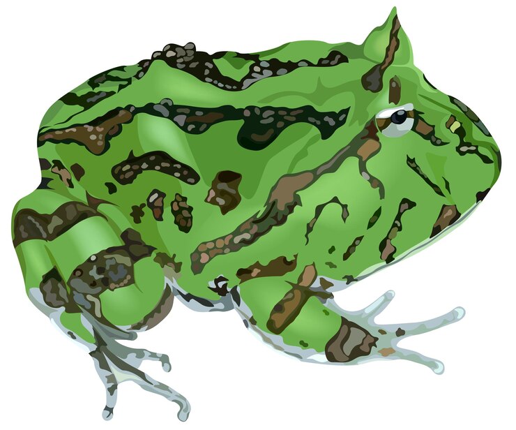 Vettore rana con corna amazzonica ceratophrys cornuta