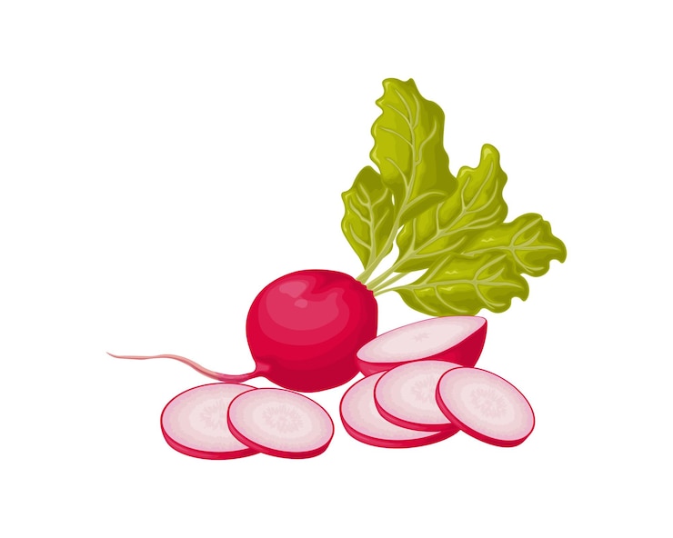 Vettore ravanello immagine di un ravanello maturo con foglie ravanello fresco prodotto vitaminico dell'orto prodotto vegetariano biologico illustrazione vettoriale isolato su sfondo bianco