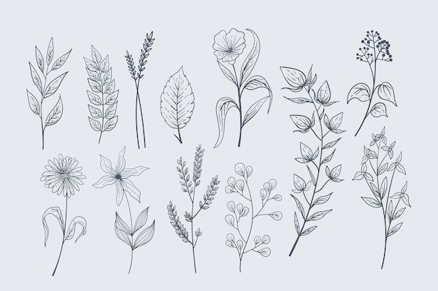 Realistiche erbe disegnate a mano e fiori selvatici