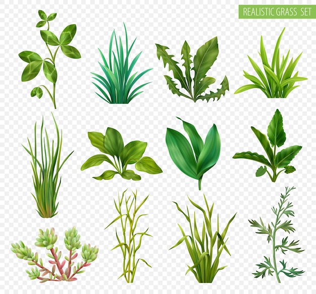 Realistiche erbe erbe piante grasse piante verdi con trifoglio tarassaco erba cipollina piantaggine isolato sfondo trasparente illustrazione vettoriale