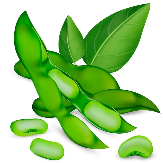 Realistico dettagliato 3D intero aperto verde soia set vettore