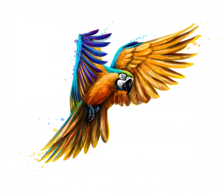 Vettore ritratto ara blu e giallo in volo da una spruzzata di acquerello. pappagallo ara, pappagallo tropicale. illustrazione vettoriale di vernici